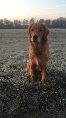 Enthusiastic Eloy of Golden Attention