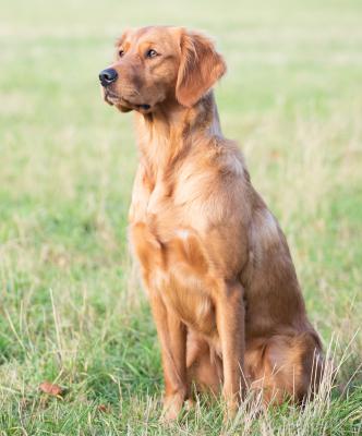 Cooper's Golden Everlasting Raya