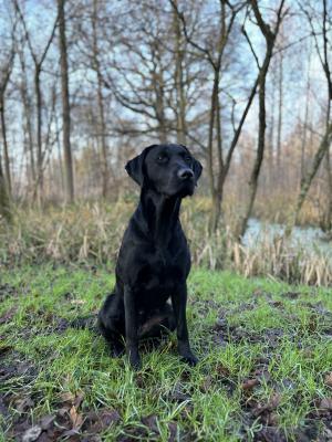 Paige From The Gundog Farm