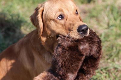 Golden Worker Masterpiece Bentley Boy